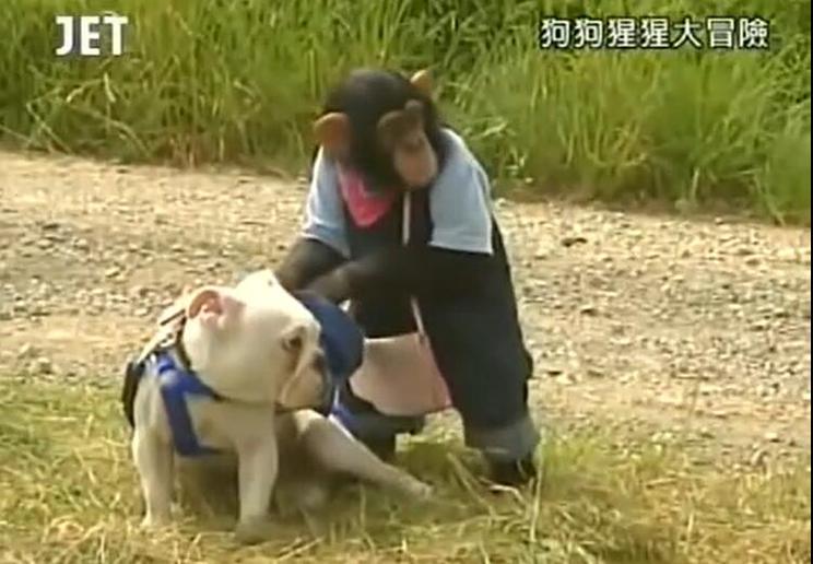 《狗狗猩猩大冒险》哪里可以观看？日本超火动物达成任务节目