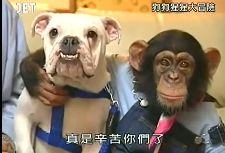 可爱又真实的《猩猩狗狗大冒险》！小庞和詹姆斯的表现让你掉入动物世界