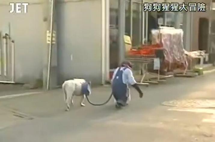 新安利节目来袭，大家看过《猩猩狗狗大冒险》第二季全集了吗？