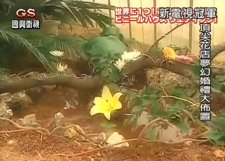 未来的超级明星，从剥蟹的角度出发！日本综艺节目《电视冠军王》怀着梦想飞翔